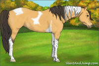 Horse Color:Buckskin Tobiano 