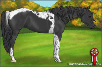 Horse Color:Black Tobiano 
