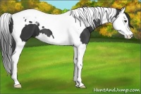 Horse Color:Black Splash Tobiano 