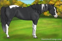 Horse Color:Black Splash Tobiano 