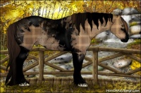 Horse Color:Void Plaid Liver Red Dun Sabino Tobiano Rabicano