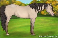 Horse Color:Sable Champagne Dun 