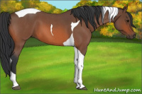 Horse Color:Bay Roan Tobiano