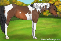 Horse Color:Bay Tobiano 