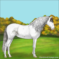 Horse Color:Plaid White Spotted Grullo Ice Splash Tobiano Appaloosa