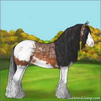 Horse Color:Bay Ice Splash Varnish 