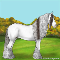 Horse Color:Bay Sabino Splash Appaloosa