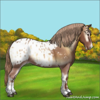 Horse Color:Red Onyx Sabino Blanket 