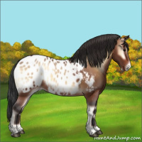 Horse Color:Bay Onyx Sabino Appaloosa