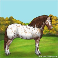 Horse Color:Red Onyx Sabino Appaloosa 
