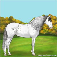 Horse Color:Grullo Sabino Splash Tobiano Near Leopard 