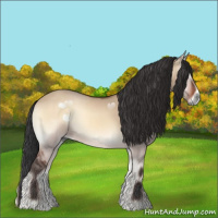 Horse Color:Bay Onyx Sabino 