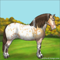 Horse Color:White Spotted Buckskin Onyx Appaloosa 