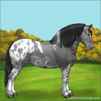 Horse Color:Black Ice Sabino Tobiano Appaloosa 