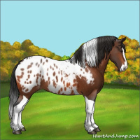 Horse Color:Bay Splash Tobiano Appaloosa