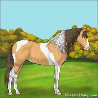 Horse Color:Buckskin Sabino Tobiano Varnish 
