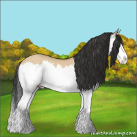 Horse Color:Bay Dun Sabino Splash