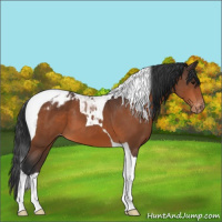 Horse Color:Bay Tobiano Blanket 