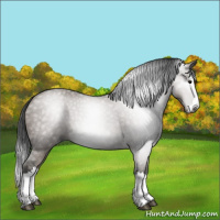 Horse Color:Gray Grullo Sabino Splash