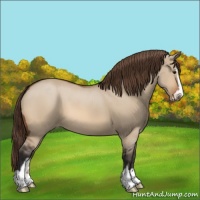 Horse Color:Bay Dun Sabino Appaloosa