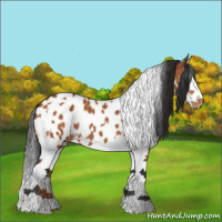 Horse Color:White Spotted Bay Sabino Splash Appaloosa 