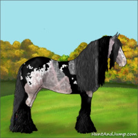 Horse Color:Black Ice Sabino Tobiano Snowcap 