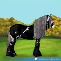 Horse Color:Plaid  White Spotted Bay Ice Sabino Appaloosa 