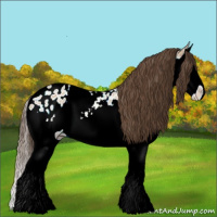 Horse Color:Bay Ice Dun Sabino Splash Appaloosa 