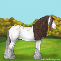 Horse Color:Bay Onyx Sabino Splash Blanket 