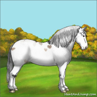 Horse Color:Bay Dun Sabino Splash 