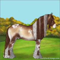 Horse Color:White Spotted Red Onyx Sabino Varnish 
