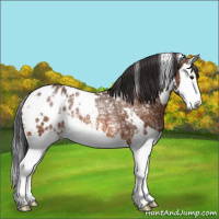 Horse Color:White Spotted Bay Ice Splash Appaloosa Rabicano
