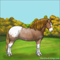 Horse Color:Painted Chestnut Splash Appaloosa