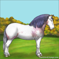 Horse Color:Watercolor Bay Splash Appaloosa