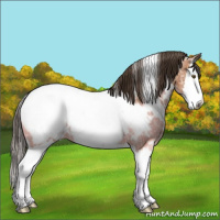 Horse Color:White Spotted Bay Ice Sabino Splash Appaloosa 