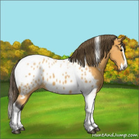 Horse Color:Buckskin Sabino Splash Tobiano Appaloosa 