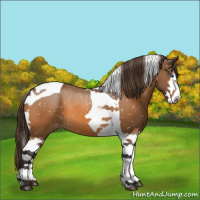 Horse Color:Buckskin Sabino Splash Tobiano Snowflake Varnish