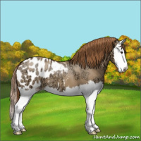 Horse Color:Red Dun Ice Sabino Splash Appaloosa 