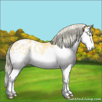Horse Color:Palomino Dun Sabino Splash Appaloosa 