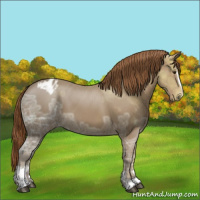 Horse Color:Chestnut Ice Sabino Appaloosa