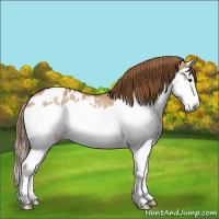 Horse Color:Red Dun Splash Varnish 