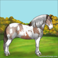 Horse Color:Bay Sabino Splash Tobiano Appaloosa
