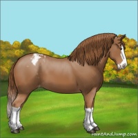 Horse Color:Chestnut Splash Appaloosa
