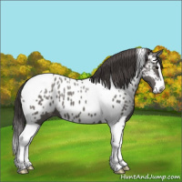 Horse Color:Grullo Splash Tobiano Near Leopard