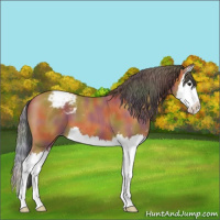 Horse Color:Nacre Bay Sabino Splash Varnish