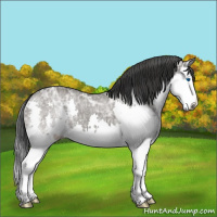 Horse Color:Grullo Ice Sabino Splash 