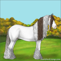 Horse Color:White Spotted Bay Sabino Splash Appaloosa