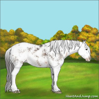 Horse Color:Buckskin Sabino Appaloosa 