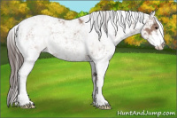 Horse Color:Classic Champagne Sabino
