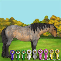 Horse Color:Buckskin Roan 